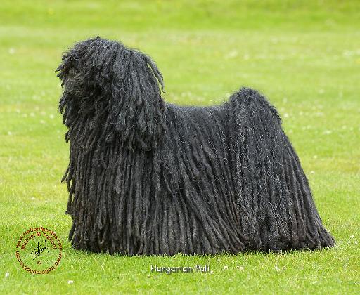 Hungarian Puli 9R071D-101.JPG